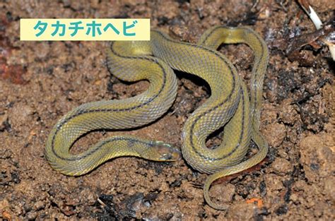 蛇 注意|覚えるべきヘビはこの2種！毒を持つ「マムシ」と「ヤマカガシ。